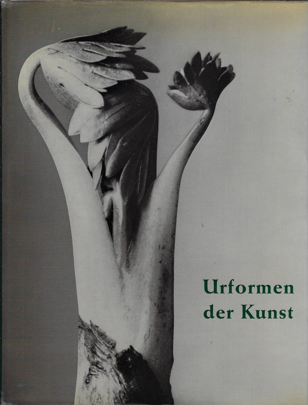 Omslag van Urformen der Kunst : photographische Pflanzenbilder, tweedehands boek bij Boekhandel Bloks